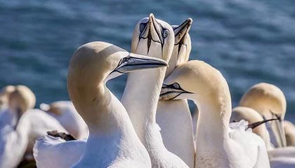 华体会手机在线-《王者荣耀》职业选手退役后的转型：直播、解说与幕后工作，王者荣耀kpl退役选手