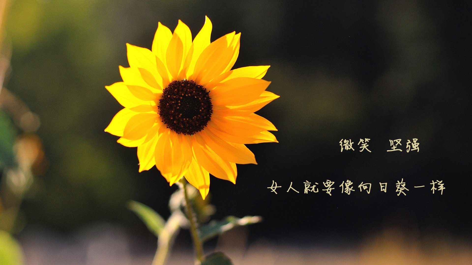 独行侠组织“投篮公益挑战赛”，善款资助灾区重建，独行侠队引援