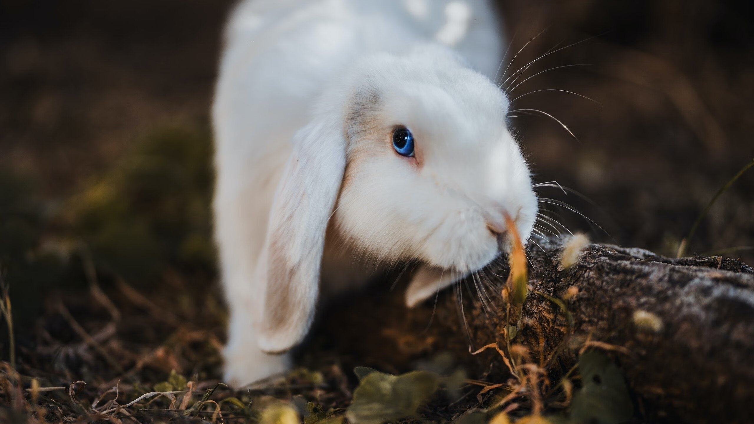 “费尔南多·比亚尔巴:阿根廷美洲狮队的进攻灵魂,未来仍有巨大潜力”